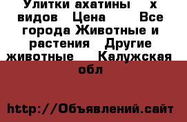 Улитки ахатины  2-х видов › Цена ­ 0 - Все города Животные и растения » Другие животные   . Калужская обл.